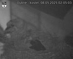 Capi_Dubne_20250508_020503.jpg