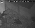 Capi_Dubne_20250508_021502.jpg