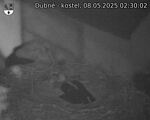 Capi_Dubne_20250508_023002.jpg