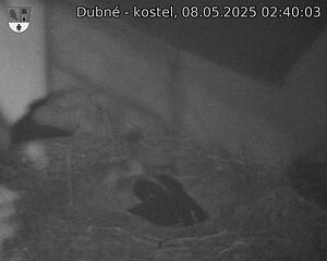 Capi_Dubne_20250508_024003.jpg (1350 x 1080)
