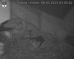 Capi_Dubne_20250508_030502.jpg