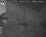Capi_Dubne_20250508_031502.jpg