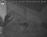 Capi_Dubne_20250508_033002.jpg