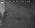 Capi_Dubne_20250508_033502.jpg