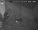 Capi_Dubne_20250508_034502.jpg