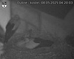 Capi_Dubne_20250508_042003.jpg