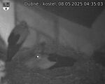 Capi_Dubne_20250508_043503.jpg