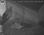 Capi_Dubne_20250508_044002.jpg