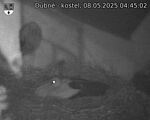 Capi_Dubne_20250508_044502.jpg