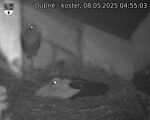 Capi_Dubne_20250508_045503.jpg