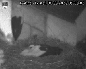 Capi_Dubne_20250508_050002.jpg (1350 x 1080)