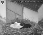 Capi_Dubne_20250508_051502.jpg