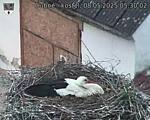 Capi_Dubne_20250508_053002.jpg