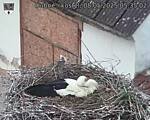 Capi_Dubne_20250508_053502.jpg
