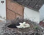 Capi_Dubne_20250508_055002.jpg