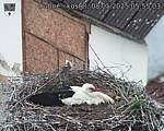 Capi_Dubne_20250508_055503.jpg