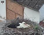 Capi_Dubne_20250508_060003.jpg