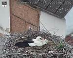 Capi_Dubne_20250508_061502.jpg