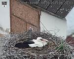 Capi_Dubne_20250508_062003.jpg