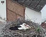 Capi_Dubne_20250508_062503.jpg