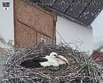 Capi_Dubne_20250508_063502.jpg