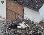 Capi_Dubne_20250508_064503.jpg