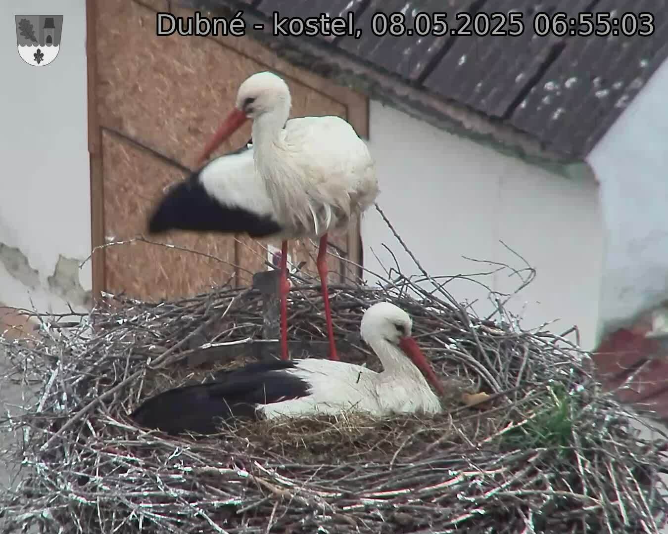 Capi_Dubne_20250508_065503.jpg (1350 x 1080)