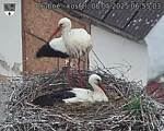 Capi_Dubne_20250508_065503.jpg