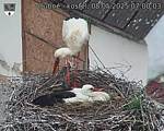 Capi_Dubne_20250508_070003.jpg