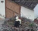 Capi_Dubne_20250508_070503.jpg