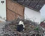 Capi_Dubne_20250508_071003.jpg