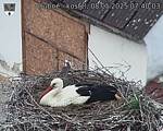 Capi_Dubne_20250508_074003.jpg