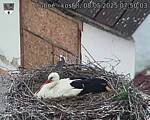 Capi_Dubne_20250508_075003.jpg