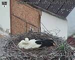 Capi_Dubne_20250508_075502.jpg
