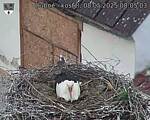Capi_Dubne_20250508_080503.jpg