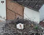 Capi_Dubne_20250508_081003.jpg