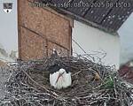 Capi_Dubne_20250508_081503.jpg