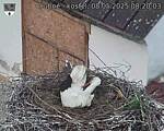Capi_Dubne_20250508_082003.jpg