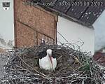 Capi_Dubne_20250508_082502.jpg