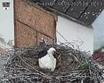 Capi_Dubne_20250508_083003.jpg