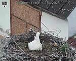 Capi_Dubne_20250508_083503.jpg