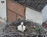 Capi_Dubne_20250508_084003.jpg