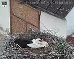 Capi_Dubne_20250508_085003.jpg