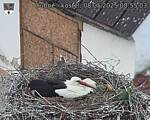 Capi_Dubne_20250508_085503.jpg