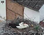 Capi_Dubne_20250508_090002.jpg