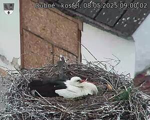 Capi_Dubne_20250508_090002.jpg (1350 x 1080)