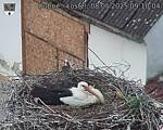 Capi_Dubne_20250508_091004.jpg