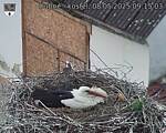 Capi_Dubne_20250508_091503.jpg