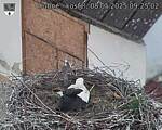 Capi_Dubne_20250508_092502.jpg