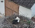 Capi_Dubne_20250508_093004.jpg